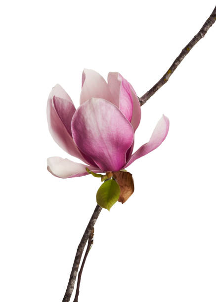 Magnolia liliiflora flower on branch with leaves, Lily magnolia flower isolated on white background with clipping path Magnolia liliiflora flower on branch with leaves, Lily magnolia flower isolated on white background with clipping path magnolia white flower large stock pictures, royalty-free photos & images