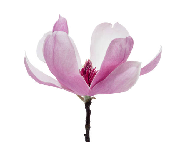 Magnolia liliiflora flower on branch with leaves, Lily magnolia flower isolated on white background with clipping path Magnolia liliiflora flower on branch with leaves, Lily magnolia flower isolated on white background with clipping path magnolia white flower large stock pictures, royalty-free photos & images
