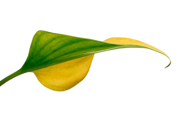 istock Homalomena foliage, Green leaf isolated on white background, with clipping path 1294384205