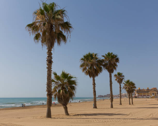 istock La Mata Spain palm trees on beautiful sandy beach 1294384317