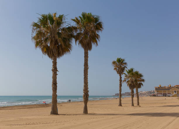 istock Torre La Mata beach Spain palm trees 1294384323