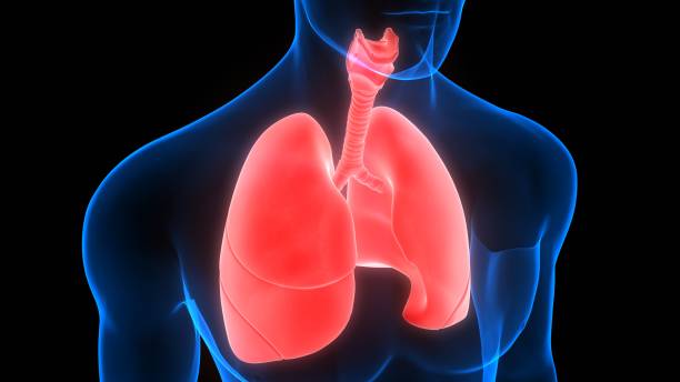 istock Human Respiratory System Lungs Anatomy 1294385120