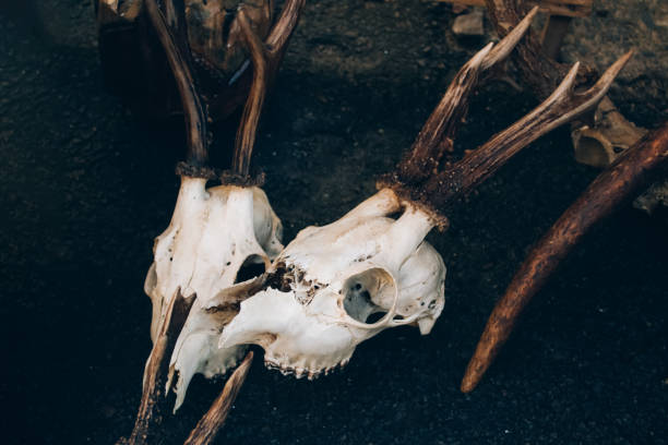 Roe deer skulls with antlers on the ground. Dark magic witch accessories, occult sciences concept, ancient mystical ritualistic practices and shamanism, selective focus. Toned image