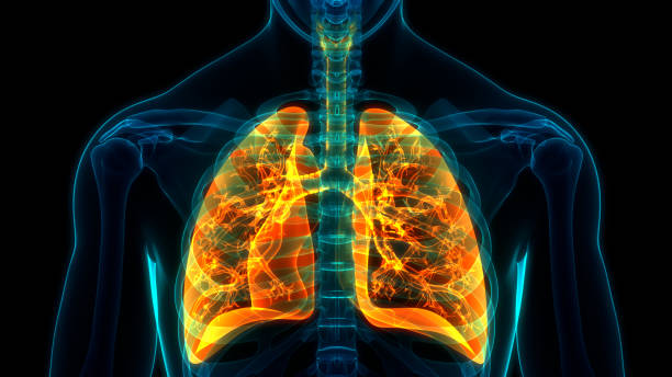 anatomia dos pulmões do sistema respiratório humano - human lung tuberculosis bacterium emphysema human trachea - fotografias e filmes do acervo