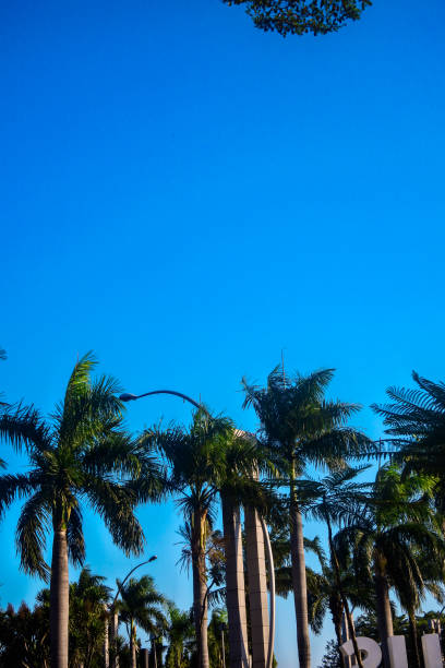 istock coconut trees with brigh blue sky background 1294386812