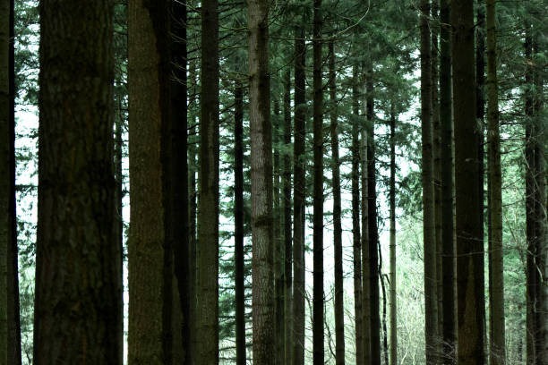 istock Horizontal photo fir forest, winter 1294388949