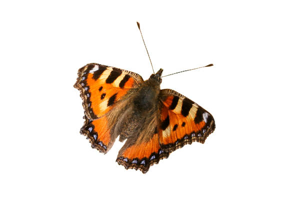 istock Beautiful colorful monarch butterfly isolated on white background. 1294389707