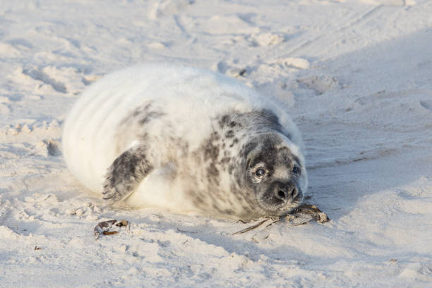 istock young gray seal (halichoerus grypus) lying in white sand 1294389900