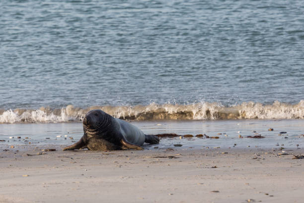 istock male gray seal (halichoerus grypus) at sea shore 1294389931
