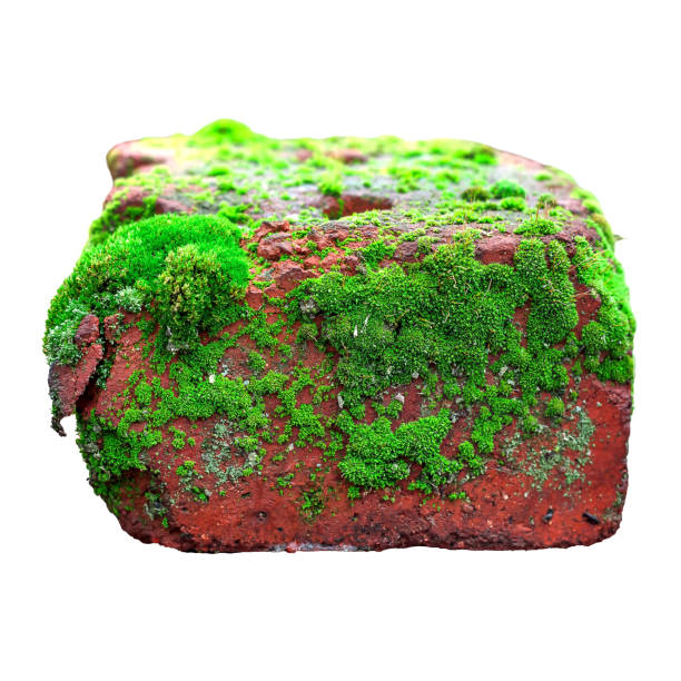 istock red brick with green moss. selective focus. the item is isolated on a white background 1294390031