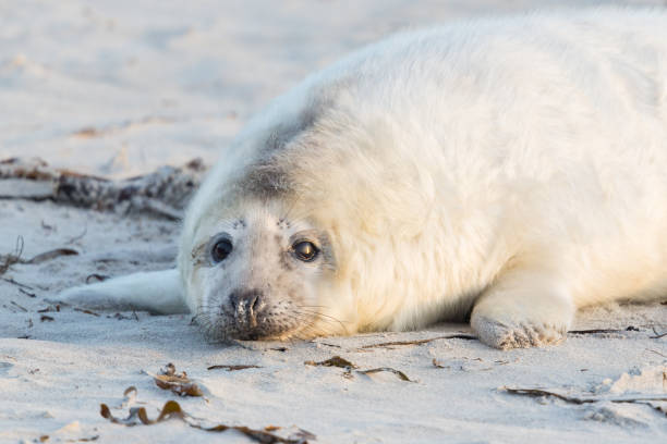 istock close-up white baby gray seal (halichoerus grypus) on beach 1294390596