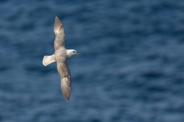 northern arctic fulmar (fulmarus glacialis) in flight over blue sea one northern arctic fulmar (fulmarus glacialis) in flight over blue sea fulmar stock pictures, royalty-free photos & images