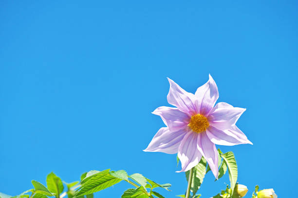 Dahlia imperialisKouteidaria