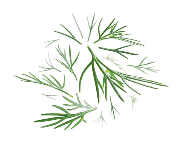 istock Green sprigs of dill levitate on a white background 1294394100