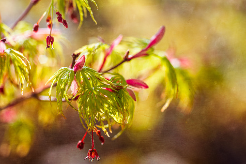 spring background ,budding acer leaves with selective focus & light bokeh ,green & red .