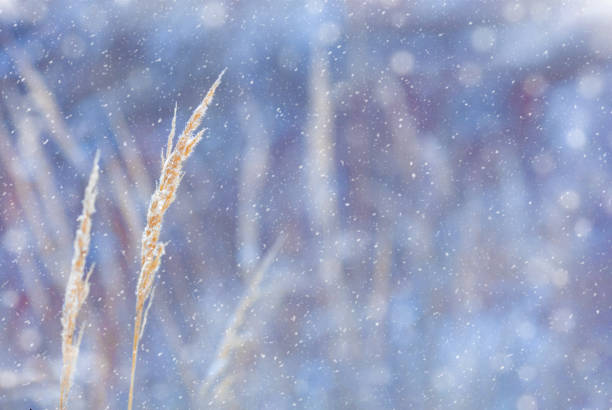 istock Dry spikes under snowfall on winter meadow 1294394289
