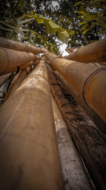 istock Nature photography 1294396422