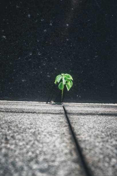 istock a plant against a black marble wall backdrop 1294396547