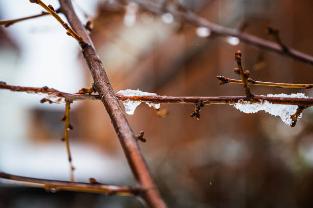 istock A selective focus shot of ice on a tree branch 1294396706