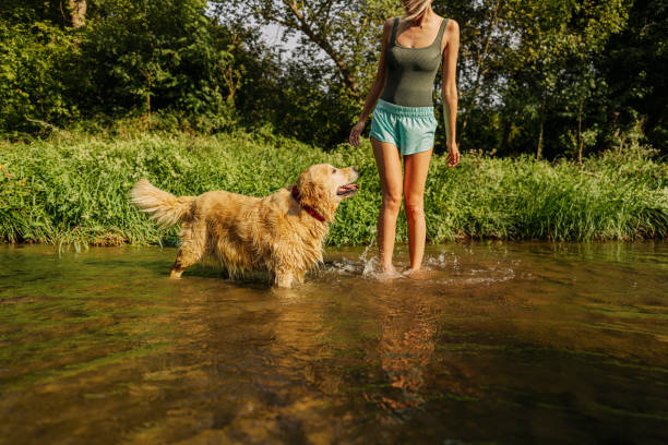 istock My furry swimmer 1294397517