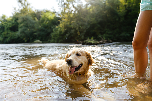 Photo of a golden retriever swimming in the river on a hot summer day.