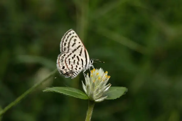 Spotted Pierrot, Tarucus callinara, Panna, Madhya Pradesh, India