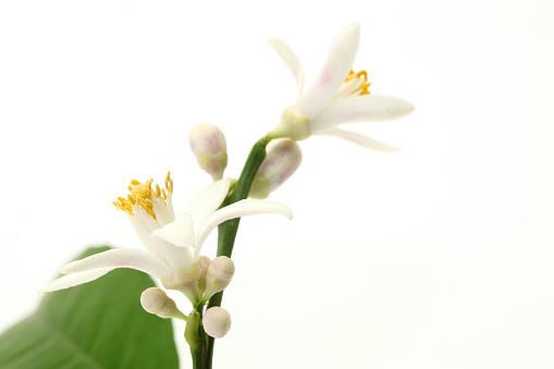 Neroli blossom. Orange tree white flowers and buds bunch isolated on white. Citrus bloom.