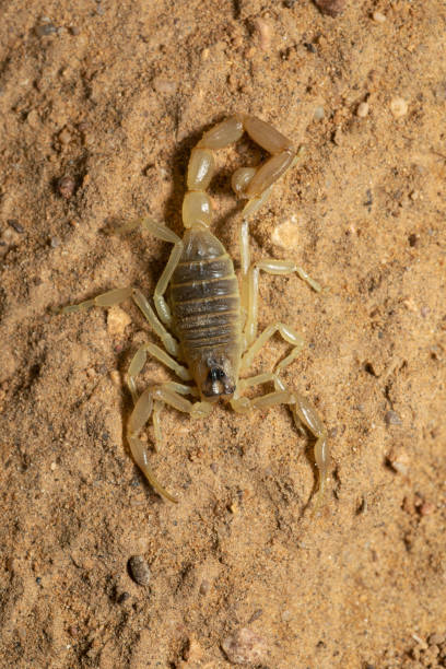 istock Scorpion, Buthacus sp., Desert National Park, Rajasthan, India 1294398226