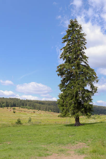 istock Landscape view in the Sumava National Park 1294398399
