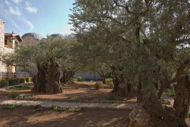 vieux oliviers dans le jardin de gethséman à côté de l’église de toutes les nations. lieu historique célèbre à jérusalem, israël - garden of gethsemane photos et images de collection