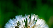 Close up of white dandelion flower fluffy blowballs on green natural background.