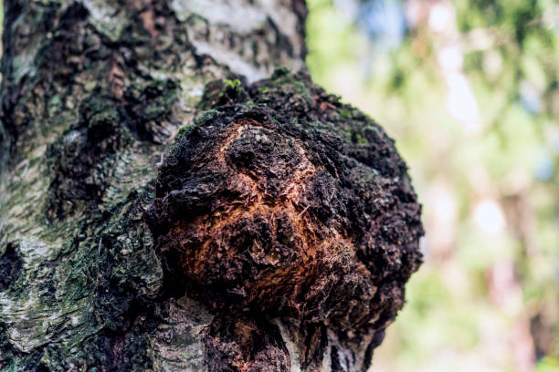 Chaga mushroom on the birch trunk. Chaga mushroom on the birch trunk outdoors. basidiomycota stock pictures, royalty-free photos & images