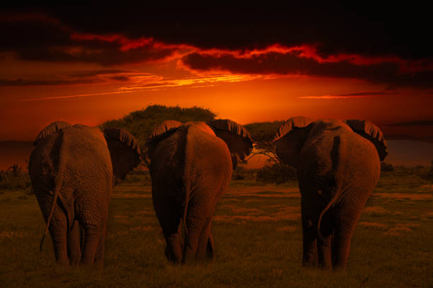 istock Africa Sunrise and sunset with elephants 1294399714