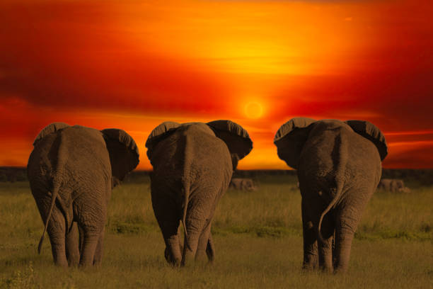 istock Africa Sunrise and sunset with elephants 1294399802