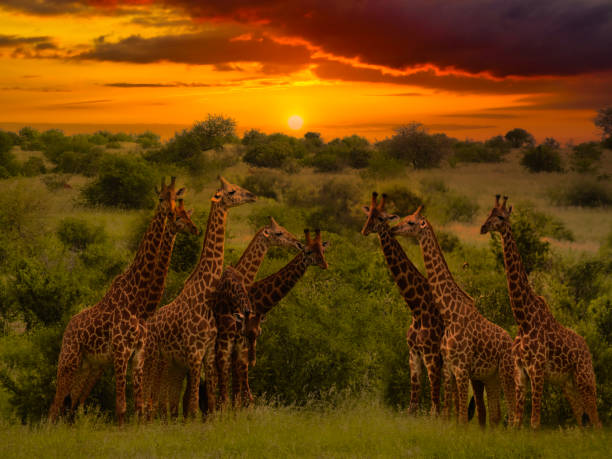 istock Africa Sunrise and Sunset Giraffes 1294399826