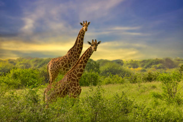 Giraffes at African Sunset Background