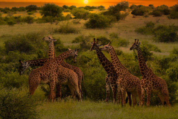 istock Africa Sunrise and Sunset Giraffes 1294399864