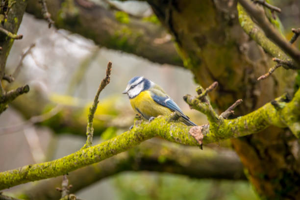 istock Tit on a branch of a leafless tree. 1294402154