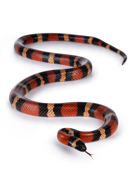 istock Pueblan Milk snake on white 1294403379