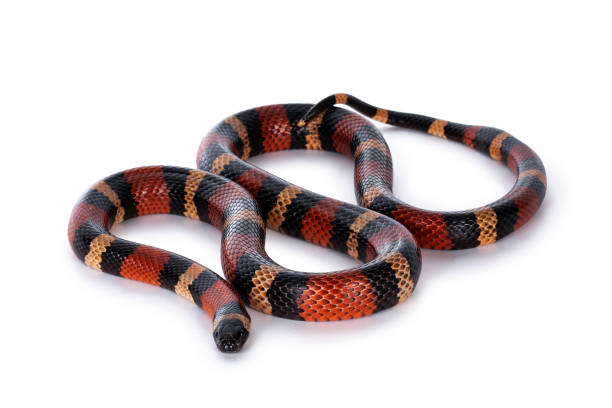 istock Pueblan Milk snake on white 1294403380