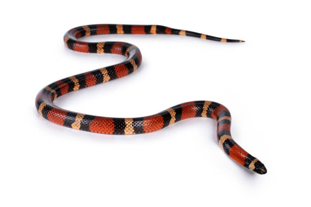 istock Pueblan Milk snake on white 1294403381