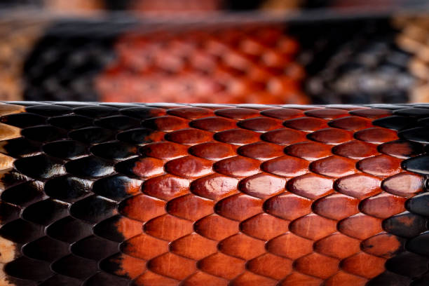 istock Pueblan Milk snake on white 1294403382