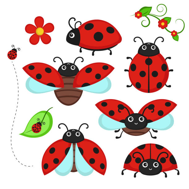 ilustrações, clipart, desenhos animados e ícones de conjunto de personagens ladybug. - white background spotted wildlife nature
