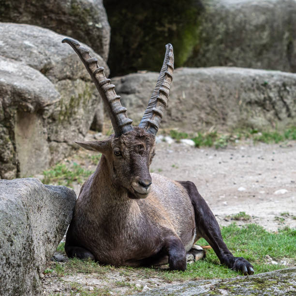 istock Male mountain ibex or capra ibex on a rock 1294405066