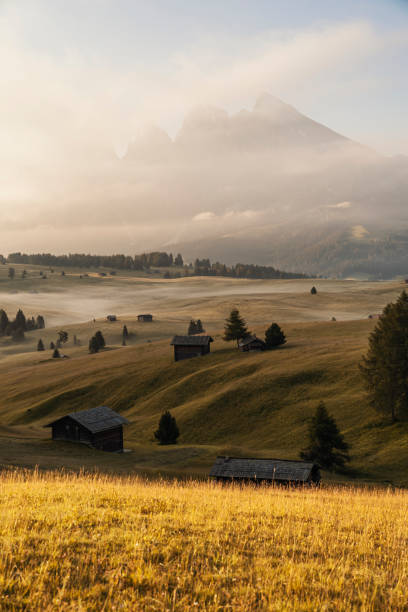 Fantastic sunny view of Dolomite Alps with yellow pine trees