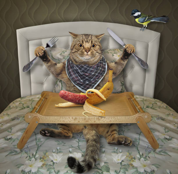 istock Cat beige eats banana sausage 1294406500