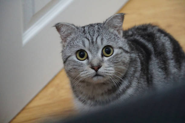 istock Scottish fold classic tabby cat is looking at camera with white door background 1294407324
