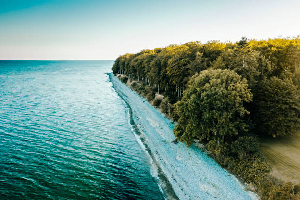Drone’s eye view of where the forest meets the sea. Photographed on the island of Moen in Denmark.This type of landscape is common in Scandinavia where the ancient forests meet the Baltic Sea and every year storms wash away the soil from the roots of the trees and they fall into the sea.