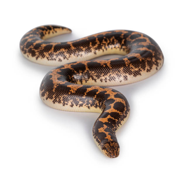 istock Adult Kenyan sandboa on white 1294413550