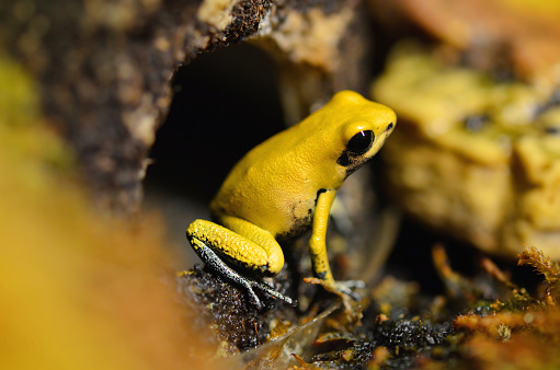 macro photo of a poisoness tropical frog with yellow colors